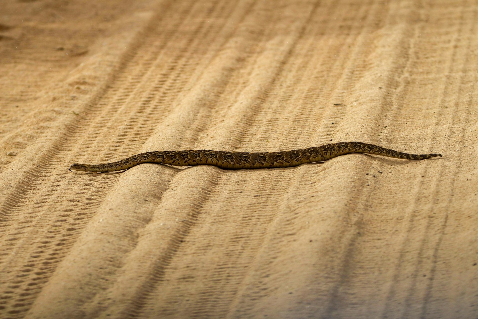 a small lizard is laying on the ground